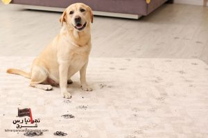 چطور بوی حیوانات خانگی را از فرش‌ها بدون مواد شیمیایی قوی برطرف کنیم؟