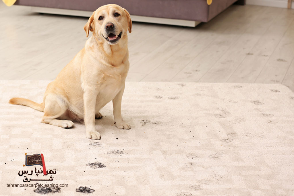 چطور بوی حیوانات خانگی را از فرش‌ها بدون مواد شیمیایی قوی برطرف کنیم؟