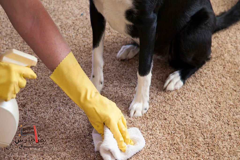 بوی حیوانات خانگی