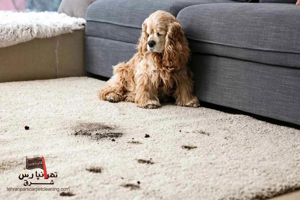 راهنمای نگهداری فرش در خانه‌هایی با حیوانات خانگی