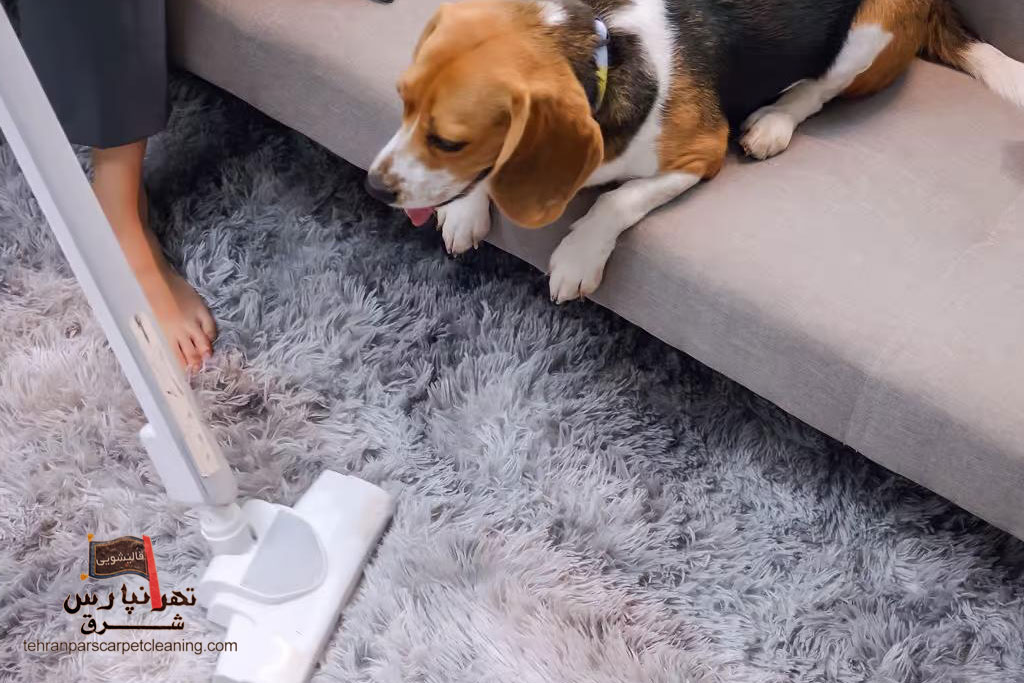 روش‌های سالم و ایمن برای از بین بردن بوی حیوانات خانگی از فرش