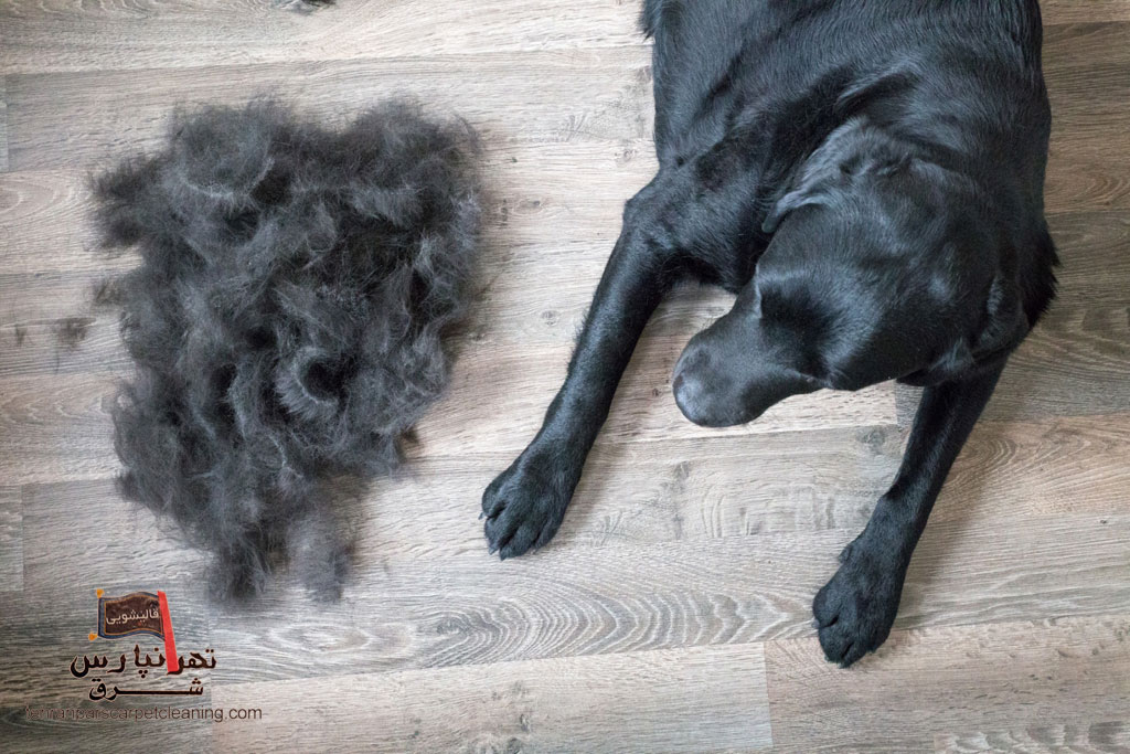 راهنمای پاک کردن موی حیوانات خانگی از روی فرش و موکت