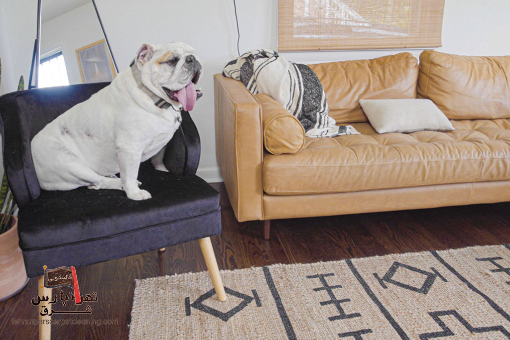 راهنمای پاک کردن موی حیوانات خانگی